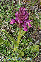 Dactylorhiza sambucina (C253556)