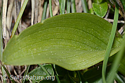 Dactylorhiza sambucina (C253559)