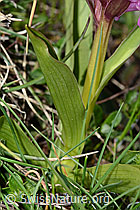 Dactylorhiza sambucina (C253560)