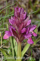 Dactylorhiza sambucina (C253561)