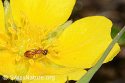 Temnothorax albipennis (Knotenameise) auf Grauflaumigem Fingerkraut (Potentilla pusilla) (C253581) Temnothorax albipennis (Knotenameise) auf Grauflaumigem Fingerkraut (Potentilla pusilla) (C253581)