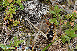 Rotbeinige Furchenbiene (Halictus rubicundus) (26.05.2023, C253600)