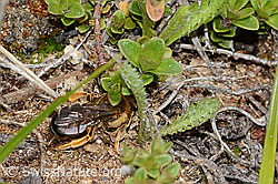 Halictus rubicundus (C253601)