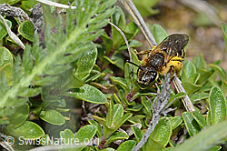 Halictus rubicundus (C253603)