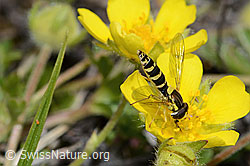 Sphaerophoria scripta on flower (C253630) Sphaerophoria scripta on flower (C253630)