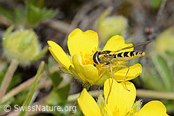 Sphaerophoria scripta on flower (C253632) Sphaerophoria scripta on flower (C253632)