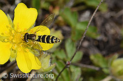 Gewöhnliche Langbauchschwebfliege (Sphaerophoria scripta) auf Blume (26.05.2023, C253634)