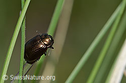 Brauner Blattkäfer (Chrysolina oricalcia) (26.05.2023, C253636)