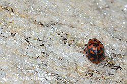 Vierundzwanzigpunkt-Marienkäfer (Subcoccinella vigintiquatuorpunctata) (C253663)