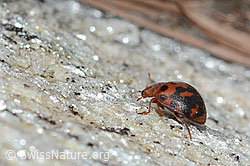Vierundzwanzigpunkt-Marienkäfer (Subcoccinella vigintiquatuorpunctata) (C253666)