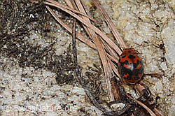 Vierundzwanzigpunkt-Marienkäfer (Subcoccinella vigintiquatuorpunctata) (C253667)