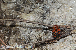 Vierundzwanzigpunkt-Marienkäfer (Subcoccinella vigintiquatuorpunctata) (C253669)