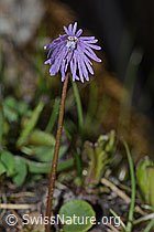 Grosses Alpenglöckchen (Soldanella alpina) (26.05.2023, C253677)