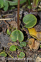 Soldanella alpina (C253678)