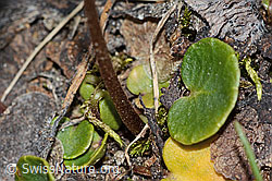 Soldanella alpina (C253679)