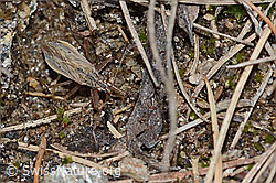 Brachenräuber (Nabis pseudoferus) (26.05.2023, C253682)