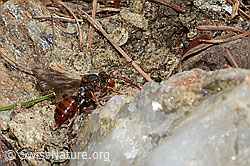 Ähnliche Wespenbiene (Nomada similis) (C253688)