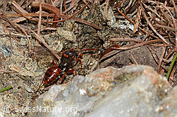Ähnliche Wespenbiene (Nomada similis) (C253689)