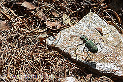 Cicindela campestris (26.05.2023, C253692) Cicindela campestris (26.05.2023, C253692)