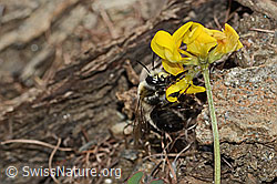 Anthophora aestivalis on Hippocrepis comosa (C253696)