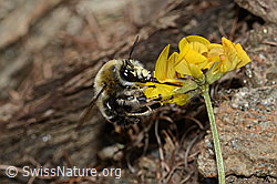 Anthophora aestivalis on Hippocrepis comosa (C253697)