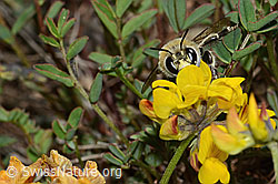 Anthophora aestivalis on Hippocrepis comosa (C253698)