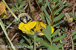 Anthophora aestivalis on Hippocrepis comosa (C253699)