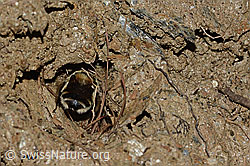 Anthophora aestivalis (C253715)