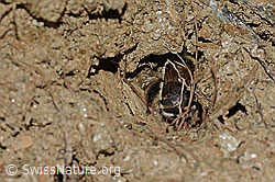 Anthophora aestivalis (C253716)