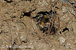 Anthophora aestivalis (C253718)