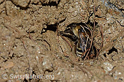 Anthophora aestivalis (C253719)