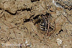 Anthophora aestivalis (C253722)