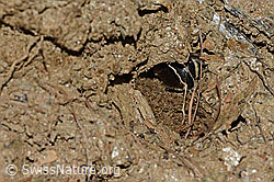 Anthophora aestivalis (C253734)