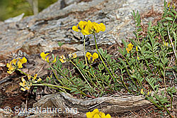Schopfiger Hufeisenklee (Hippocrepis comosa) (26.05.2023, C253735)