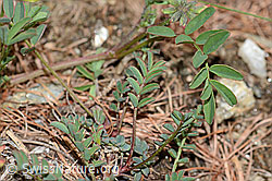 Hippocrepis comosa (C253739)