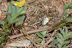 Hippocrepis comosa (C253740)
