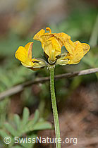 Hippocrepis comosa (C253746)