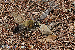 Anthophora aestivalis (C253752)