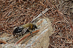 Anthophora aestivalis (C253757)