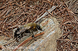 Gebänderte Pelzbiene (Anthophora aestivalis) (26.05.2023, C253758)