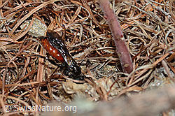 Gewöhnliche Blutbiene (Sphecodes ephippius) (C253765)