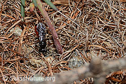 Gewöhnliche Blutbiene (Sphecodes ephippius) (C253768)