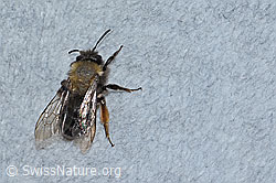 Erzfarbene Düstersandbiene (Andrena nigroaenea) (C253769) Erzfarbene Düstersandbiene (Andrena nigroaenea) (C253769)