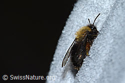 Erzfarbene Düstersandbiene (Andrena nigroaenea) (C253772) Erzfarbene Düstersandbiene (Andrena nigroaenea) (C253772)