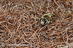 Anthophora aestivalis (C253776)