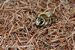 Anthophora aestivalis (C253777)