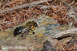 Anthophora aestivalis (C253778)