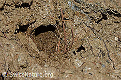 Anthophora aestivalis (C253780)