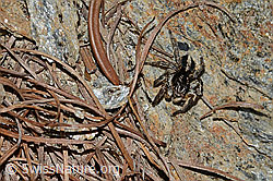V-Fleck-Springspinne (Aelurillus v-insignitus) (C253788)