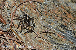V-Fleck-Springspinne (Aelurillus v-insignitus) (C253789)